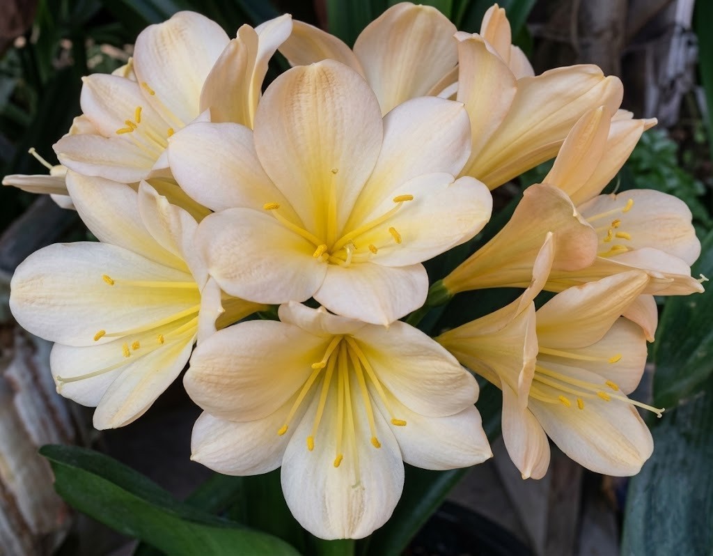 Clivia (Koike A x Hirao) x (Jap. Yellow Daruma x East Meets West) One Plant