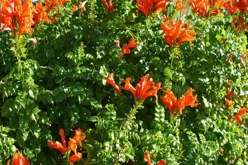**Cape Honeysuckle**Tecomaria Capensis**STARTER PLANT**Birds & Butterfly Love It