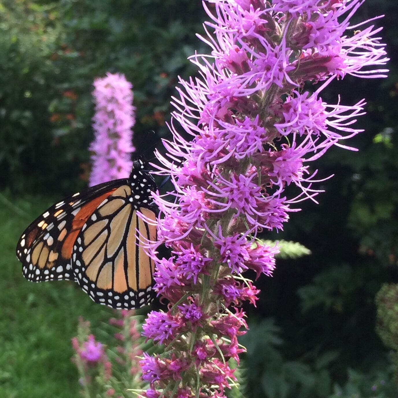 Prairie Blazing Star Seeds (Liatris pycnostachya) ~Native Wildflower Pollinator