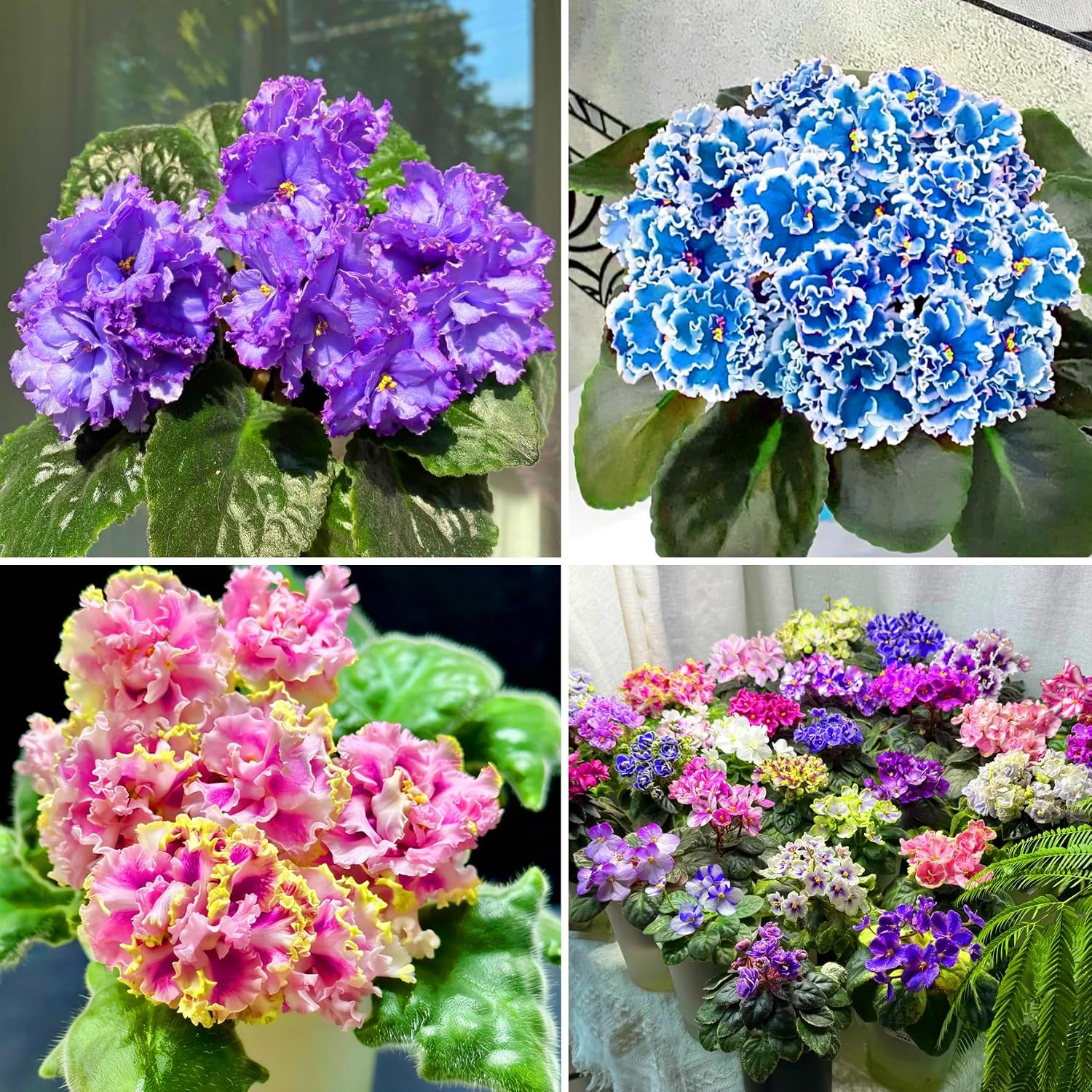 African Violet Seeds for Planting, 50pcs African Violet Saintpaulia Perennial Fl