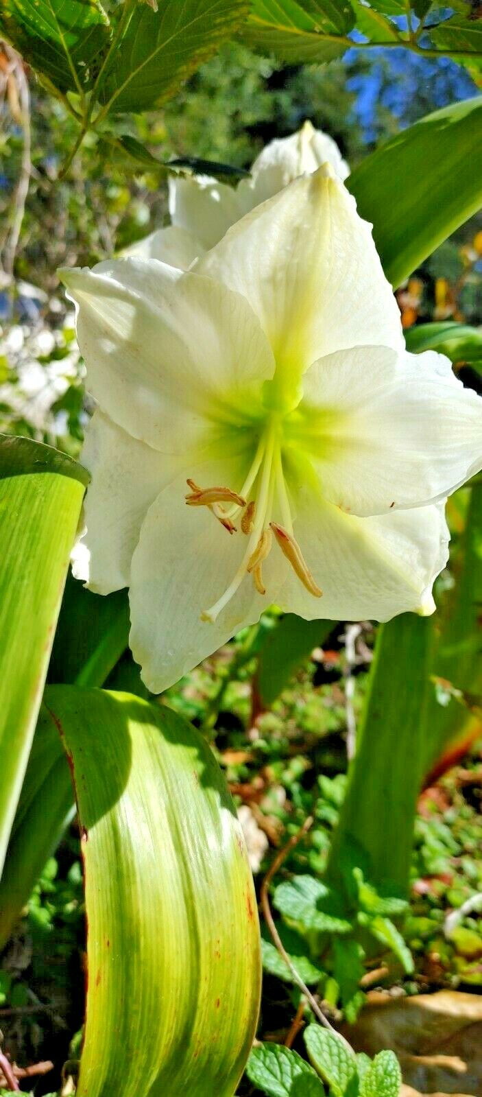 Organic White Nymph Amaryllis Seeds