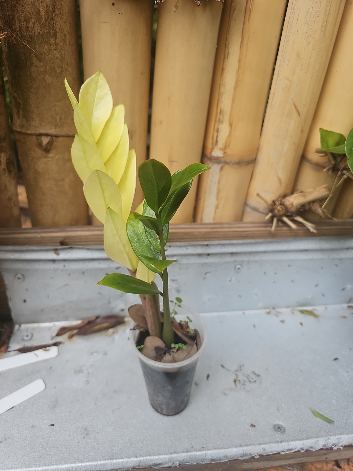 ZZ Plant Chameleon Zamioculcas zamiifolia Rare Color Changing Variegated 3″ Pot