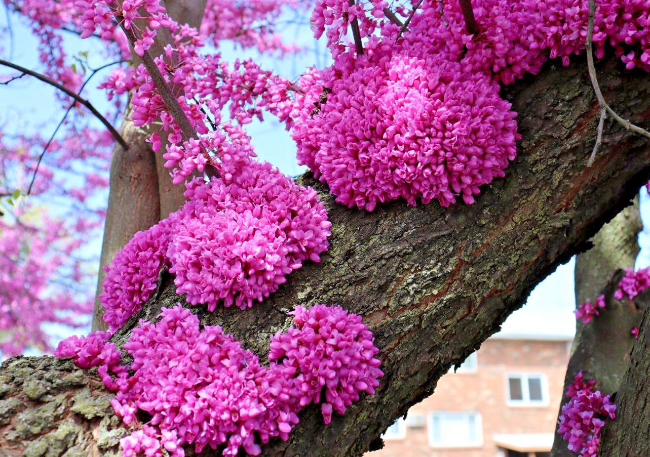Eastern Redbud Live Plant – 6-12″ – 1qt Pot – Rosy Pink Flowers – Zones 4-9