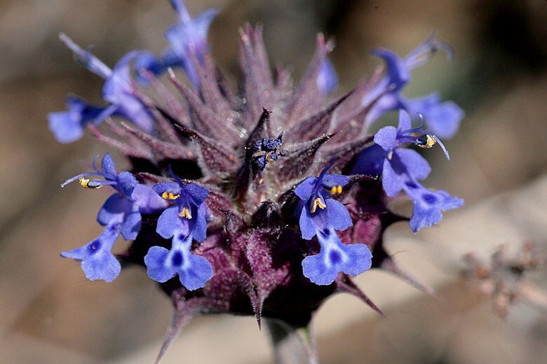 100+ salvia columbariae seeds 95% germination rate see images .