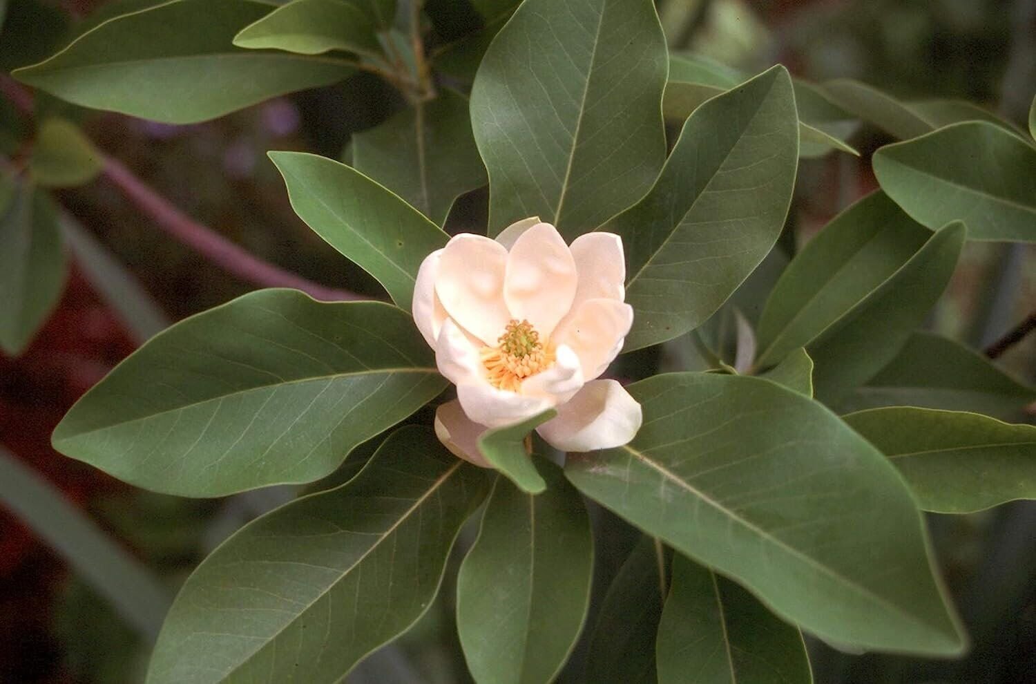 Sweet Bay Magnolia Tree | Magnolia Virginiana | 30 Live Plants | Beautiful…