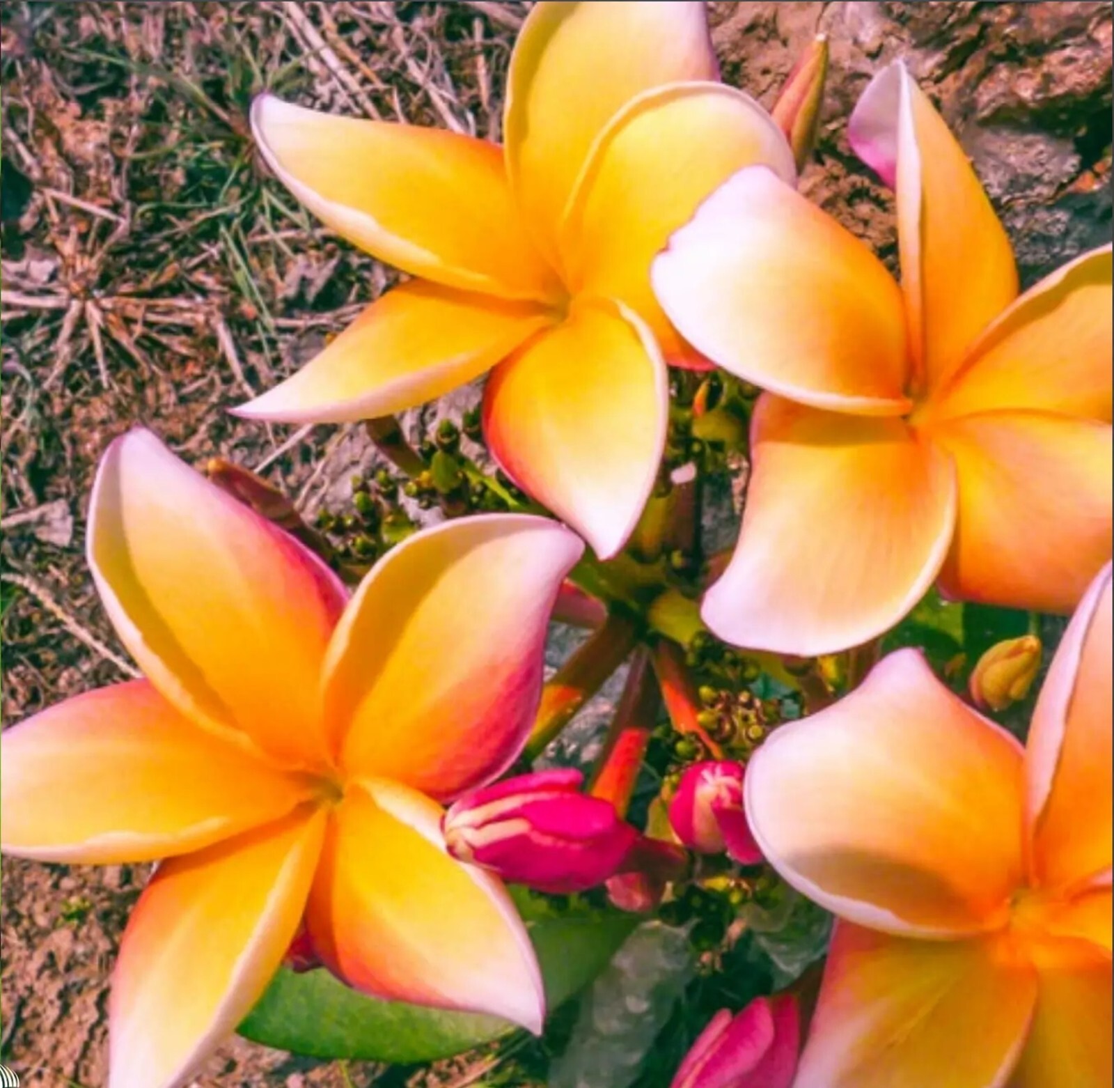 5 Orange Pink Plumeria Seeds Perennial Flowers Seed Flower Frangipani US SELLER
