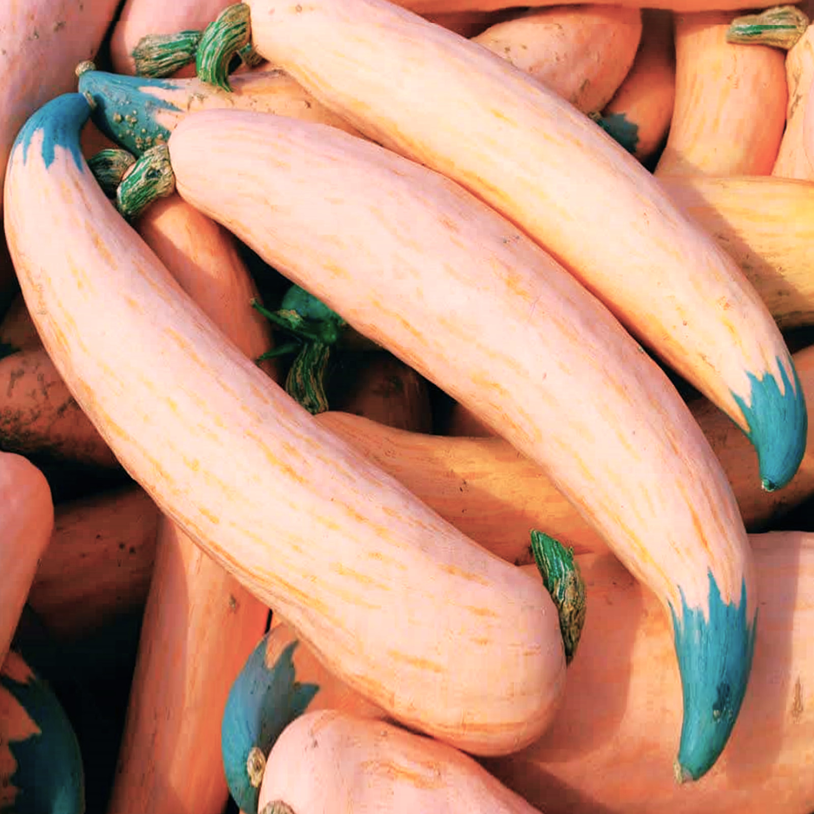 North Georgia Candy Roaster Seeds | Pink Banana Pumpkin Winter Squash Seed 2025