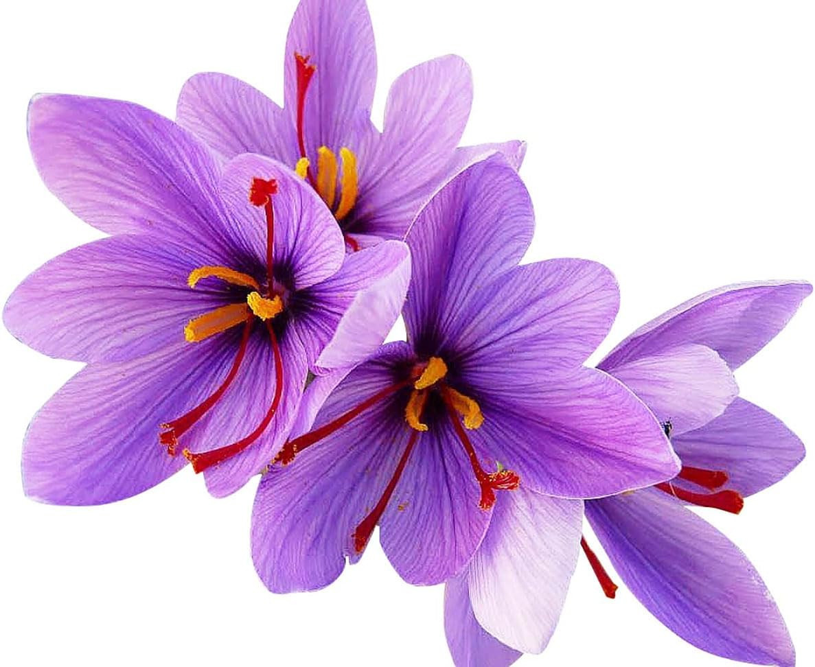 20 Jumbo Saffron Sativus Crocus Corms for Planting – Large 9/10 cm Saffron Crocu