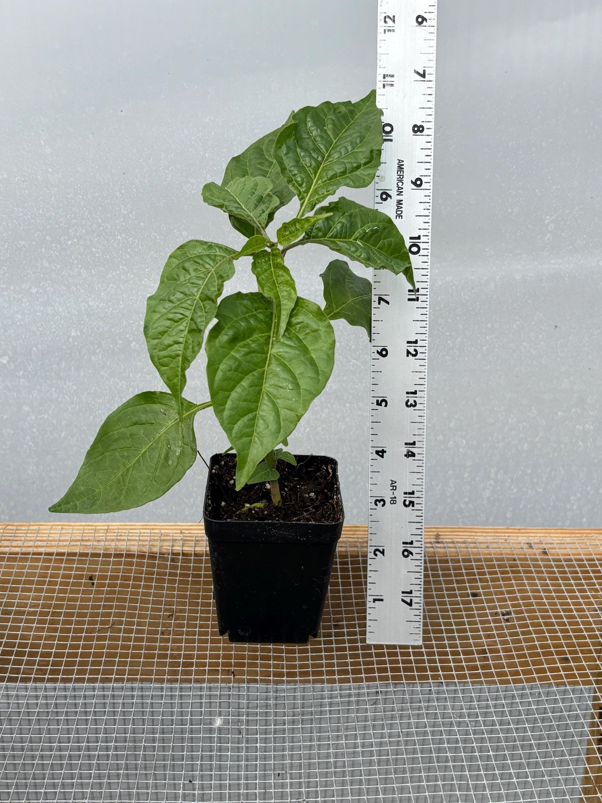 Ghost Pepper *HOT Pepper* Live Plant- Seedlings and Plants- 3″- 12″ tall- 30-60