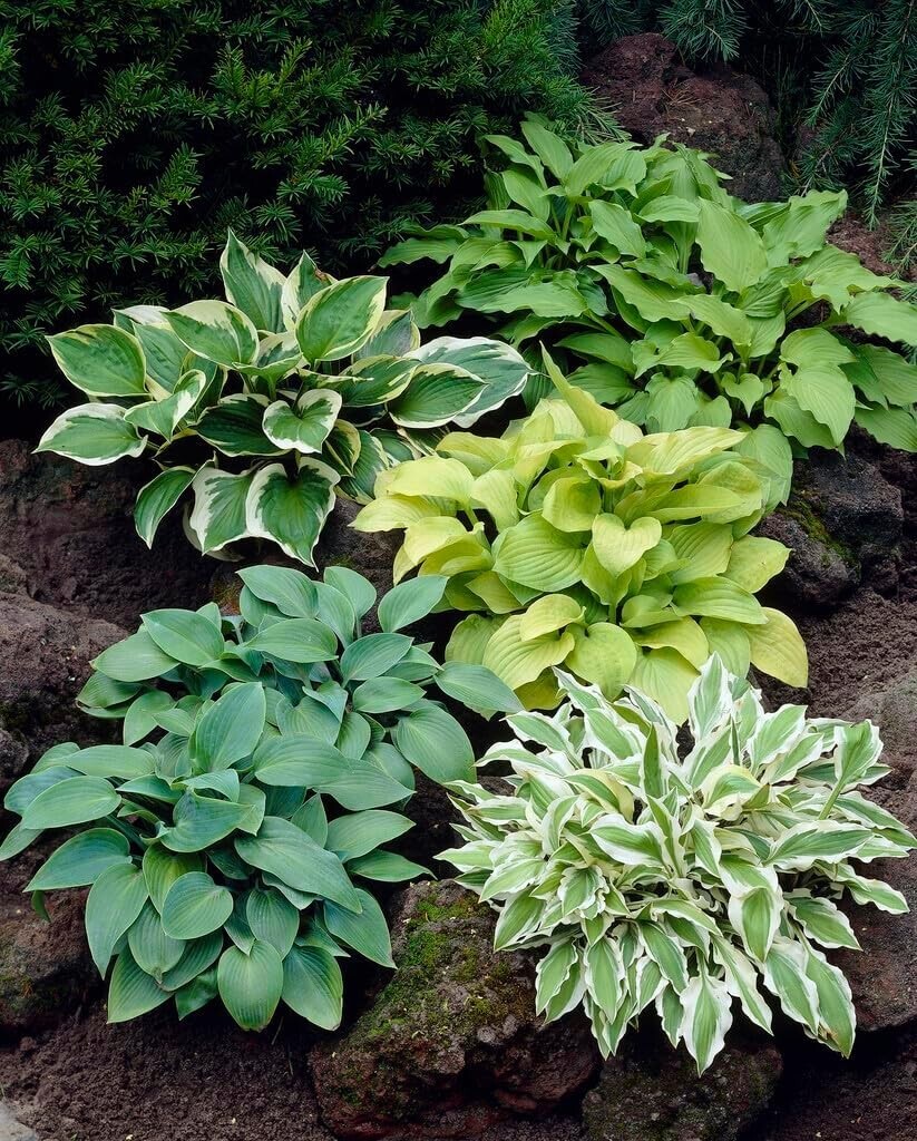 6 Mixed Hosta Plant Roots for Growing – Gardners Mix (6 Hosta Roots)