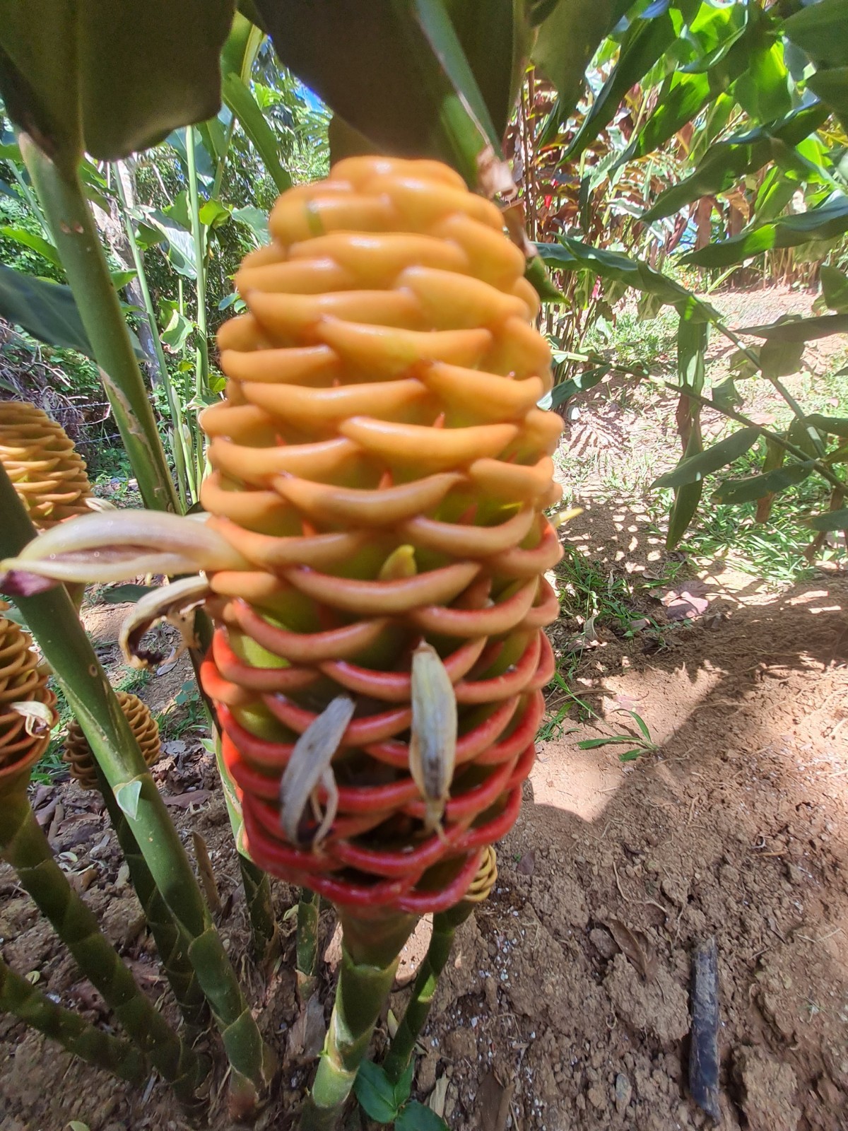 EARLY GOLD SHAMPOO GINGER LIVE RHIZOME PLANT EXOTIC TROPICAL ZINGIBER