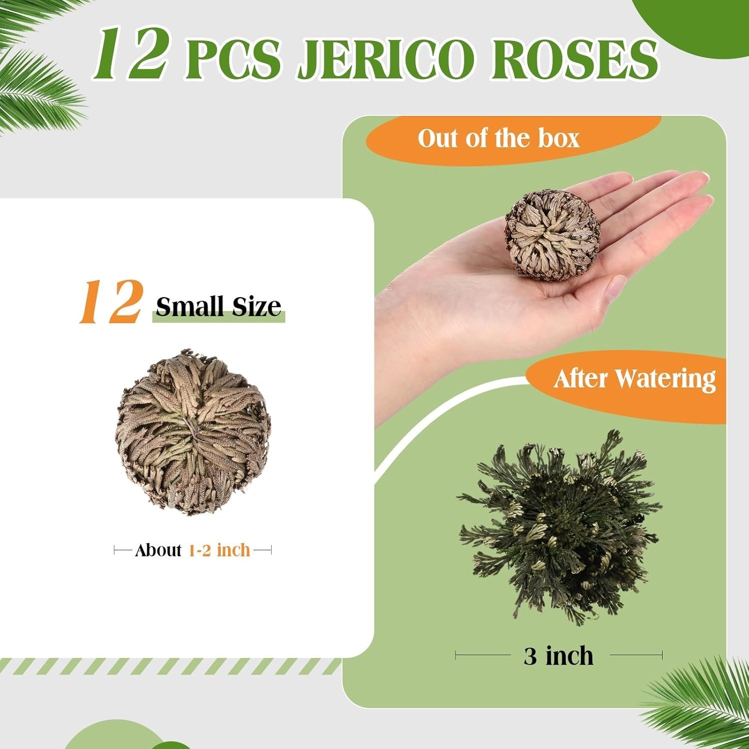 12 Pack Large Rose of Jericho Resurrection Plants for Home Decor