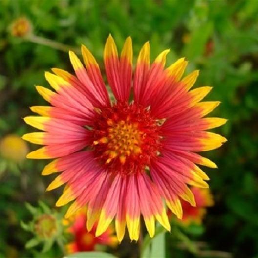 Indian Blanket Seeds Gaillardia pulchella 100 SEEDS