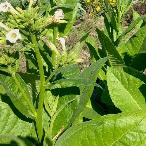 1,500 Sacred Aztec Ceremonial Nicotiana rustica Tobacco Seeds For Planting