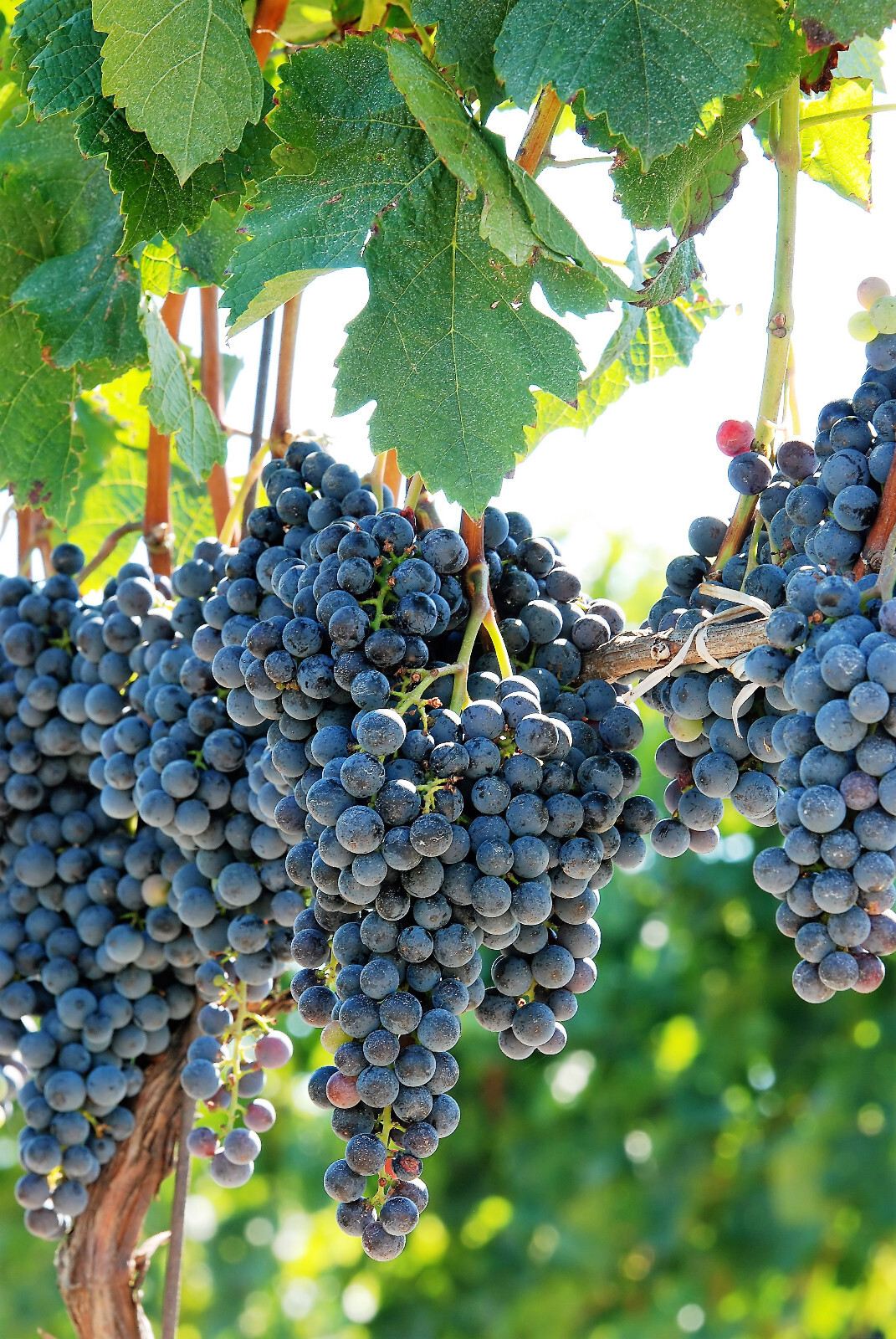 10 Purple CONCORD GRAPE Fruit Vine Vitis Labrusca White Flower Seeds *Flat Ship