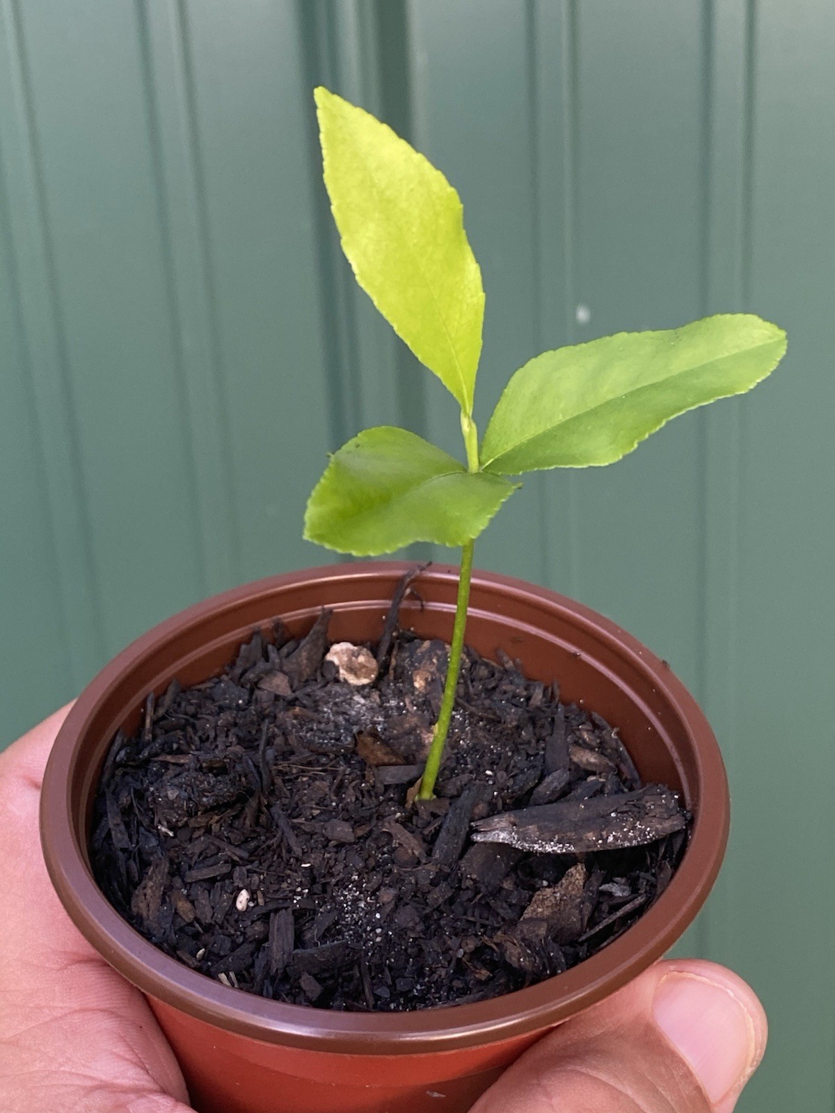Meyer Lemon tree live plant (4-6in)