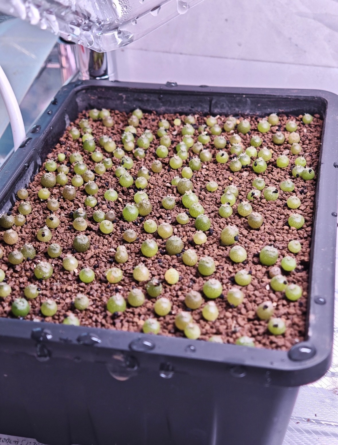 Lot of 50 Ariocarpus Astrophytum Aztekium (W Southern) Fresh Seeds