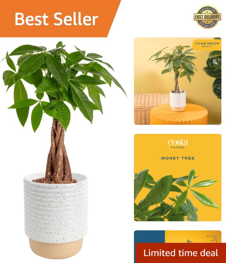 Pachira Aquatica Money Tree Plant, 12-16 Inches – Pet-Friendly & Air-Purifying
