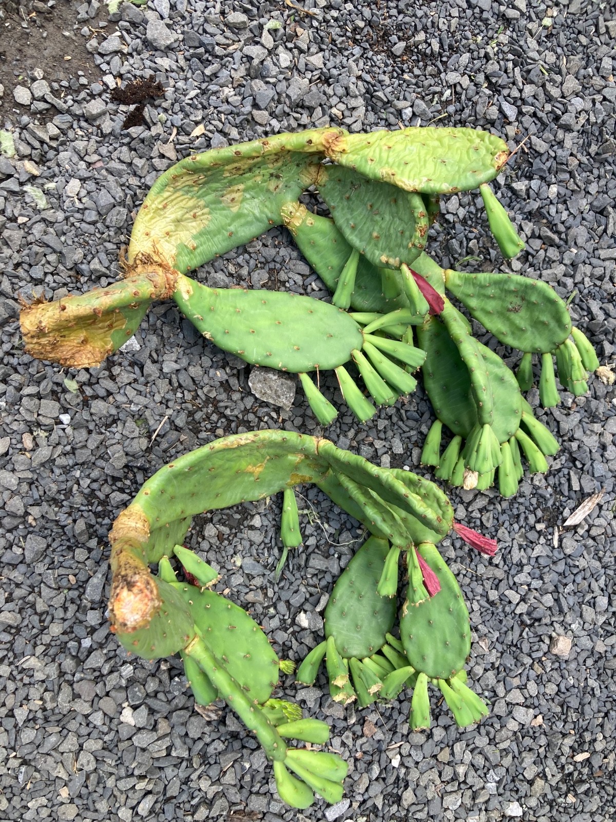Eastern Prickly Pear Cactus