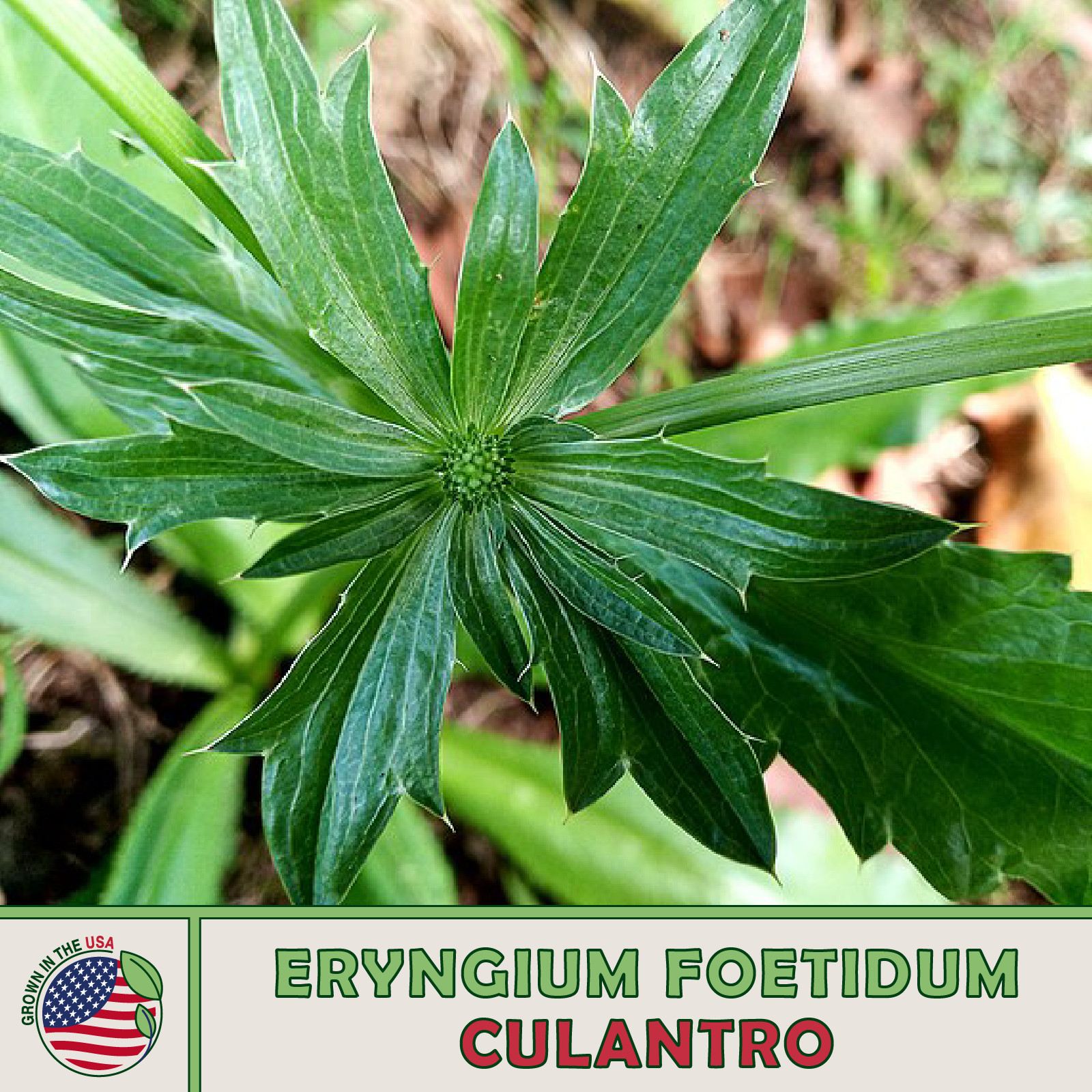 500+ Culantro Seeds, Mexican Coriander, Ngò Gai, Recao, Chadon Beni, Genuine USA