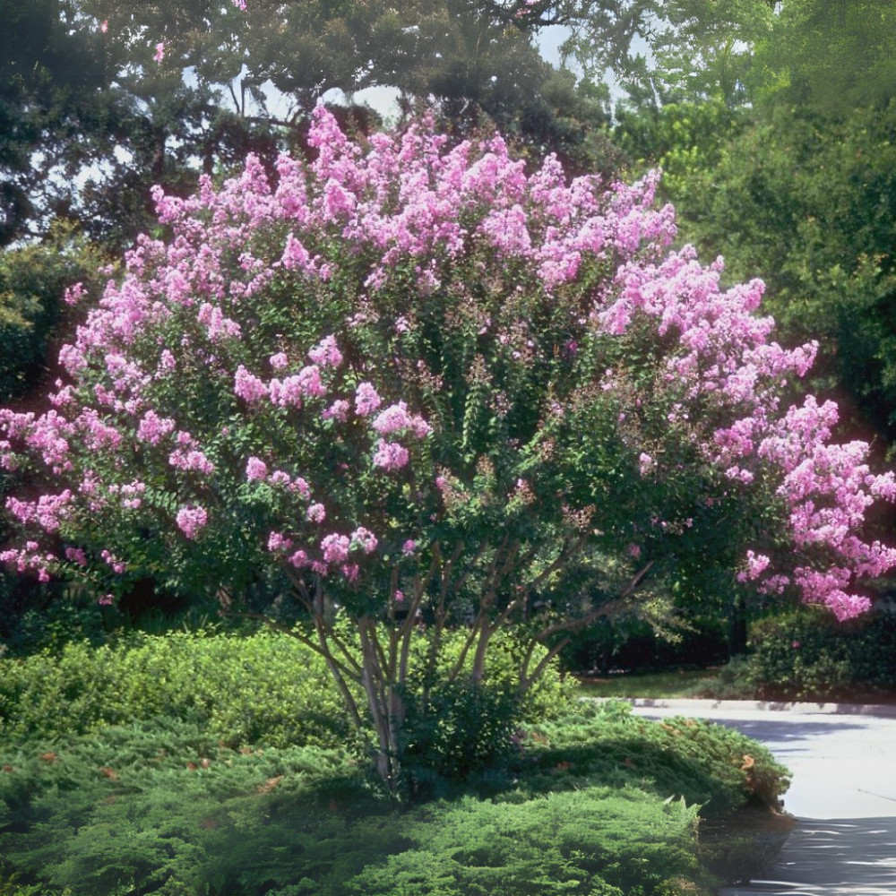 Zuni Crape Myrtle: Bright Lavender Flowers on this Upright, Spreading Tree