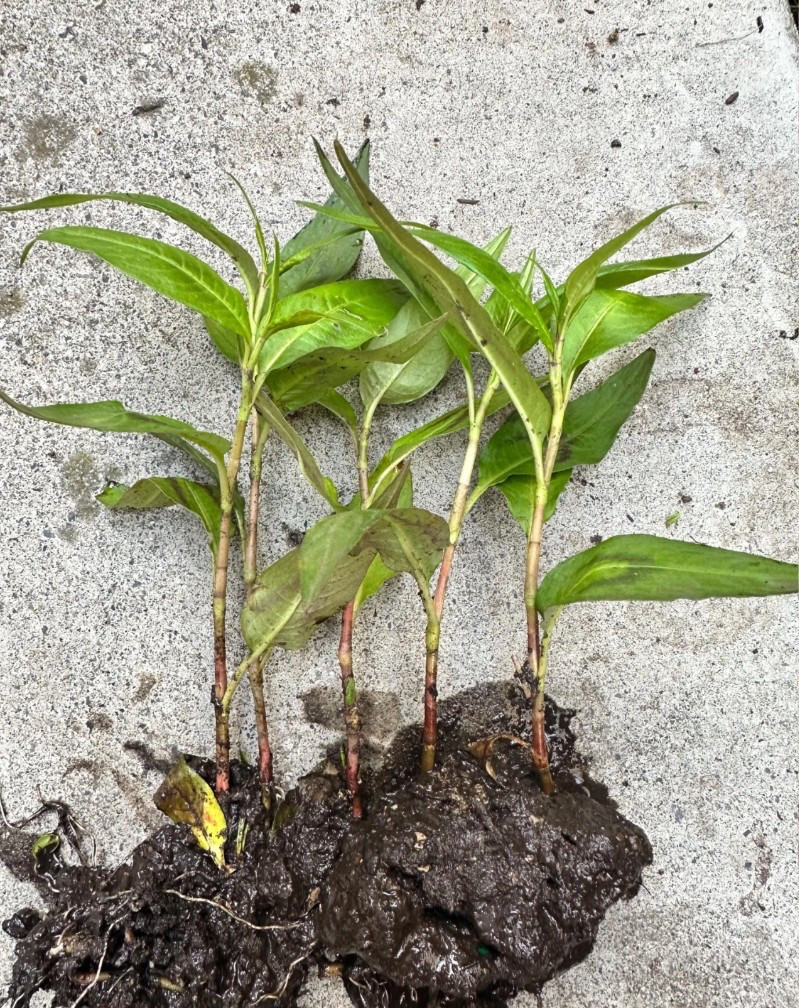 24H FAST SHP! Vietnamese Coriander Rau Ram ORGANIC Live Plant VERY STRONG PLANT