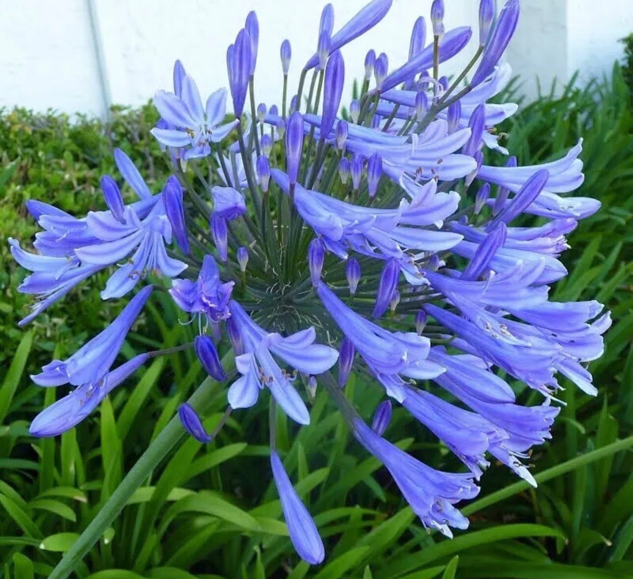(30+) Hardy Agapanthus/Lily of the Nile Seeds-RARE & EXOTIC! Free USPS Shipping