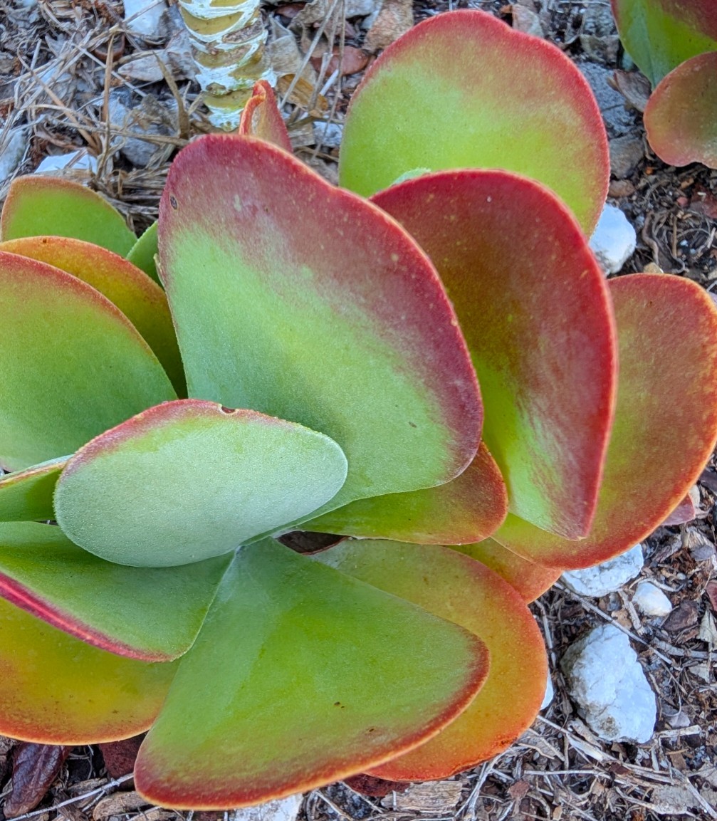 Weird Plant Bundle Of 8 Easy Care Beginner Friendly Plants Mystery Box Live Rare