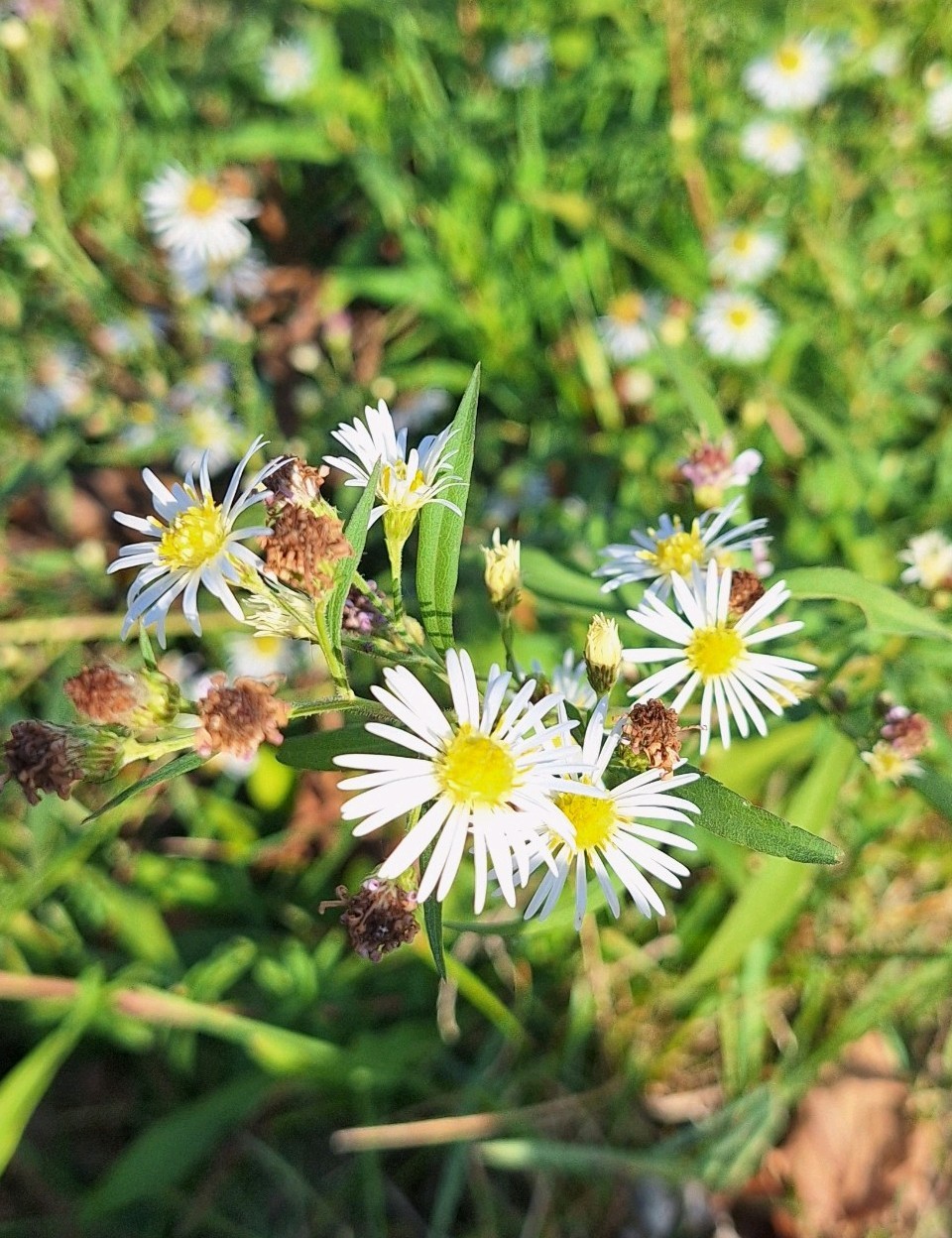 Northern US Native Panicled Aster Symphyotrichum lanceolatum Seeds Approx. 100