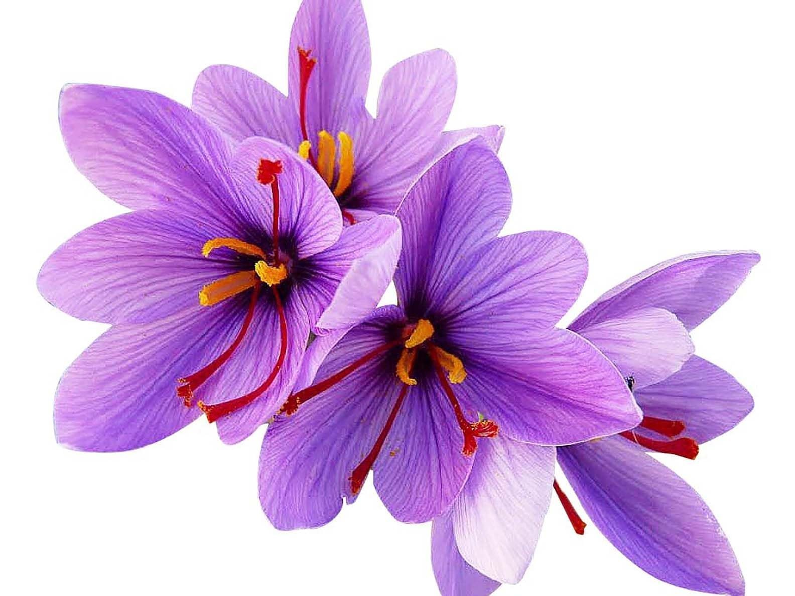 50 Saffron Crocus Corms Bulbs – Large 9cm Planting Size – Grow Your Own Spice!