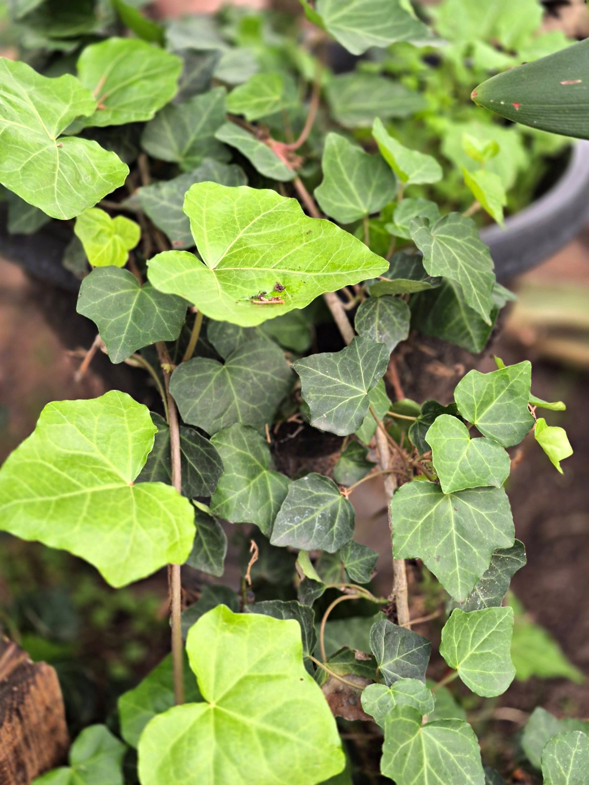 Hedera Ivy Green Broadleaf Evergreen Live Potted Climbing Vine Indoor/Outdoor