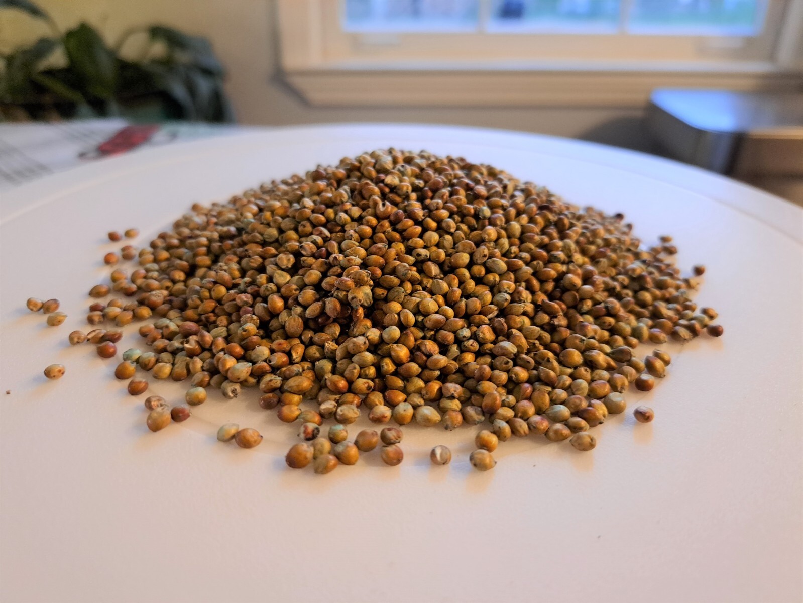 Sorghum Sudangrass – Fast Growing Cover Crop Seeds – ½ pound