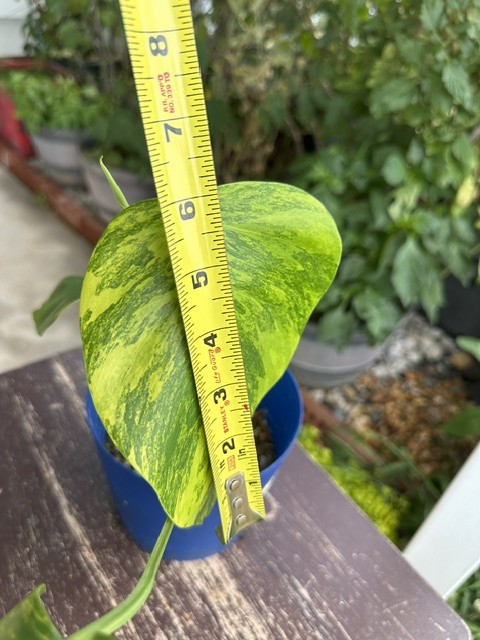 Monstera Aurea Variegated – Exact Live Rooted Plant – US Seller – A4