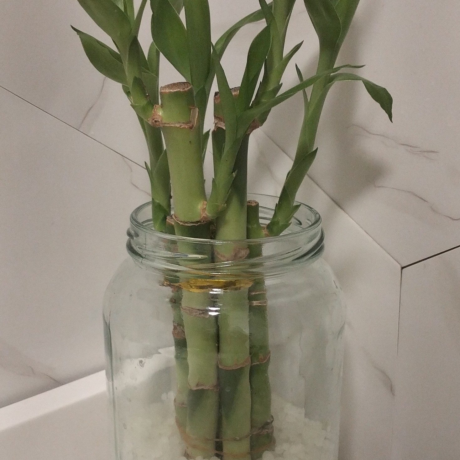 Lucky Bamboo Indoor Evergreen Cutting in Glass Jar .