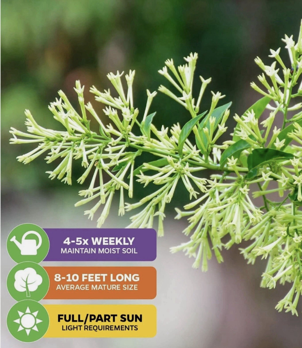 Night Jasmine Plant, 8-10 ft Mature Size, Full/Part Sun