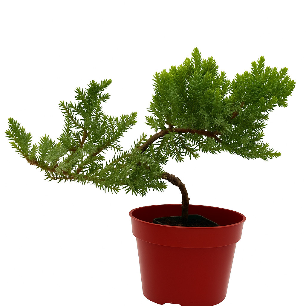 🌿Live Juniper Pre-Bonsai Tree🪾 ONE – 2.5+ Year Old Plant, Perfect Zen Gift