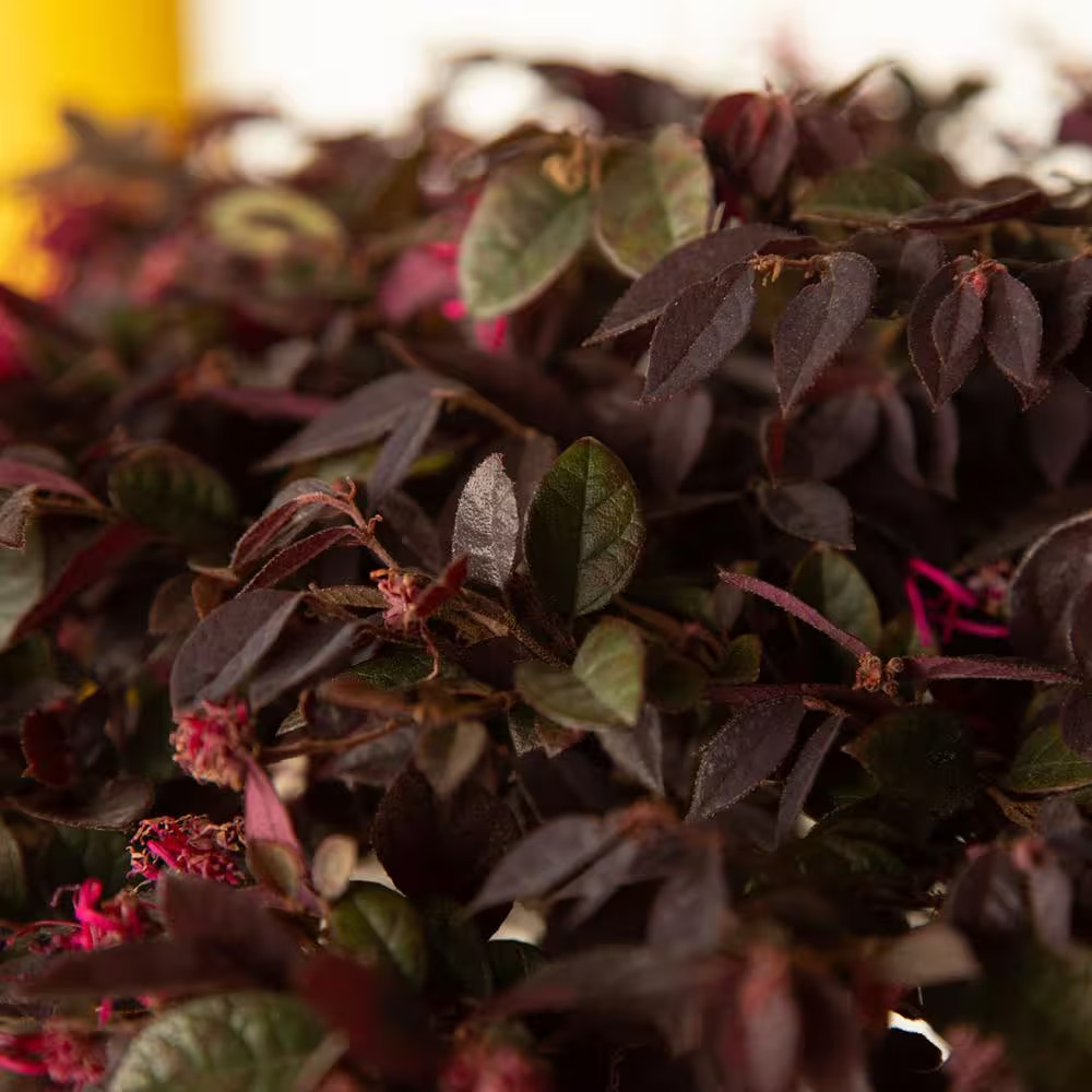 2.5 Qt. Purple Daydream Dwarf Loropetalum, Evergreen Shrub with Purple Foliage
