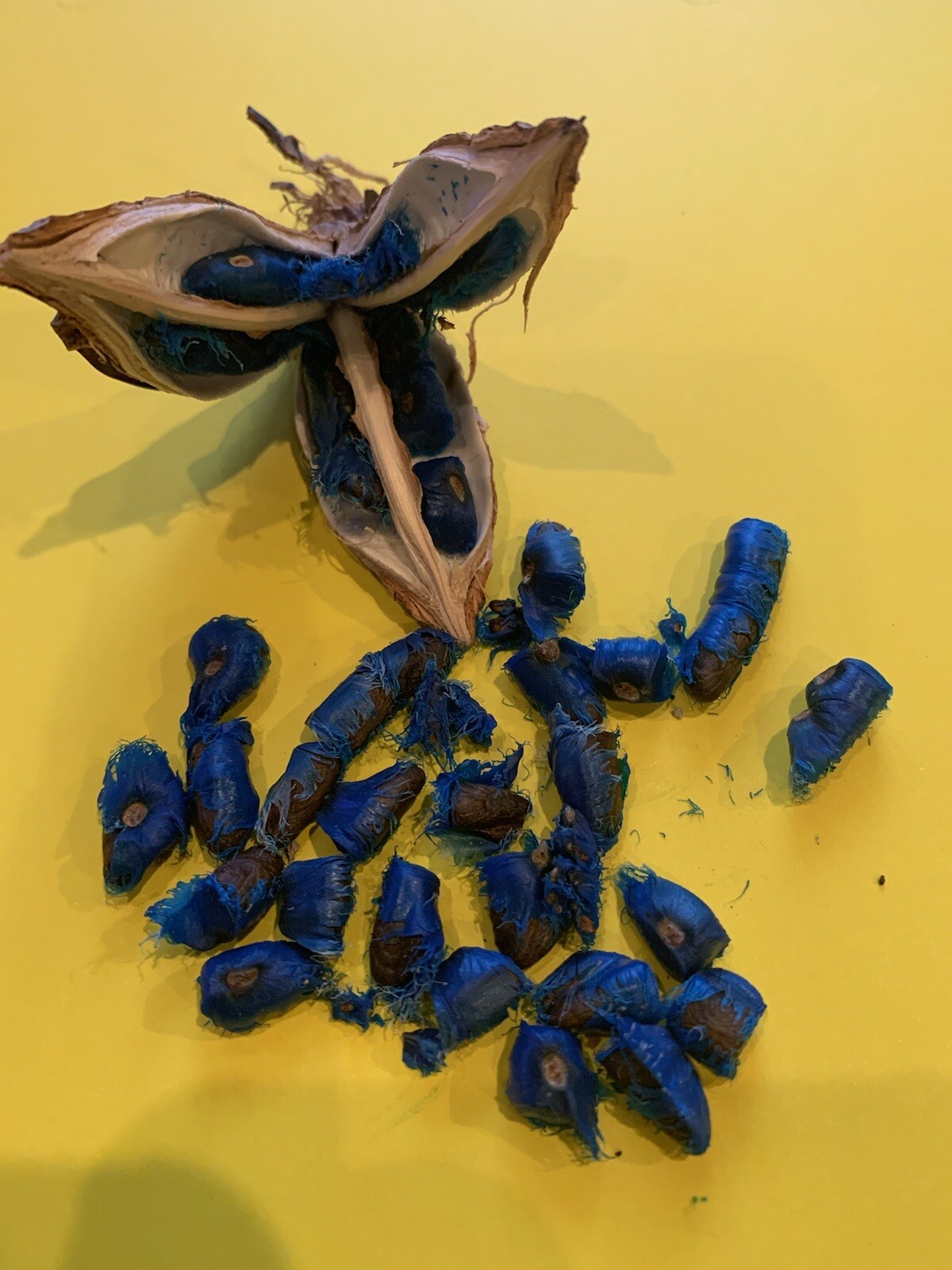100 Fresh Traveler’s Palm Seeds