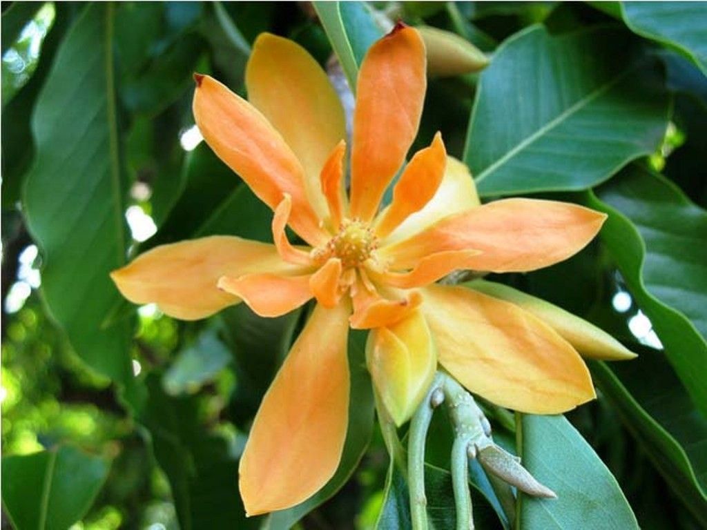 Michelia Champaca Magnolia Tree Shrub 10 Seeds, Fragrant Perfume JOY