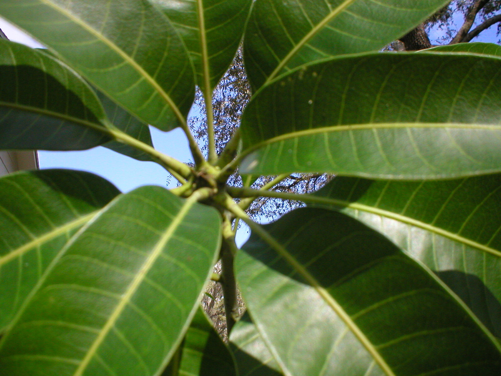 2 Mango Cuttings Scions for Grafting – Create Grafted Trees (READ DESCRIPTION)