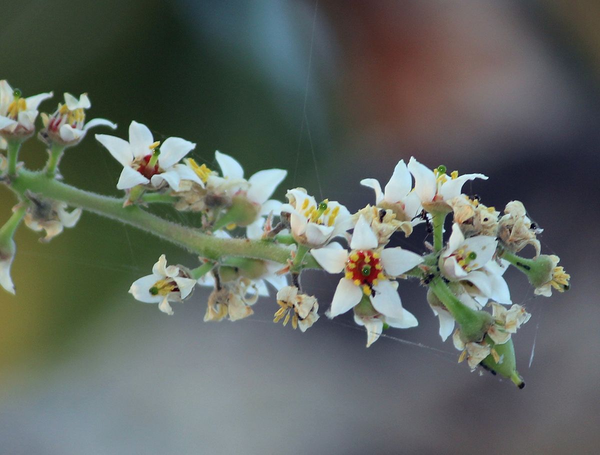 Boswellia serrata FRANKINCENSE TREE Seeds!