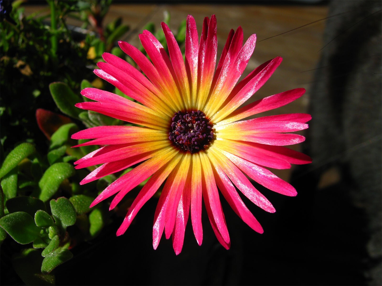 Mesembryanthemum crystallinum | Ice Plant | Crystalline Iceplant | 1000_Seeds