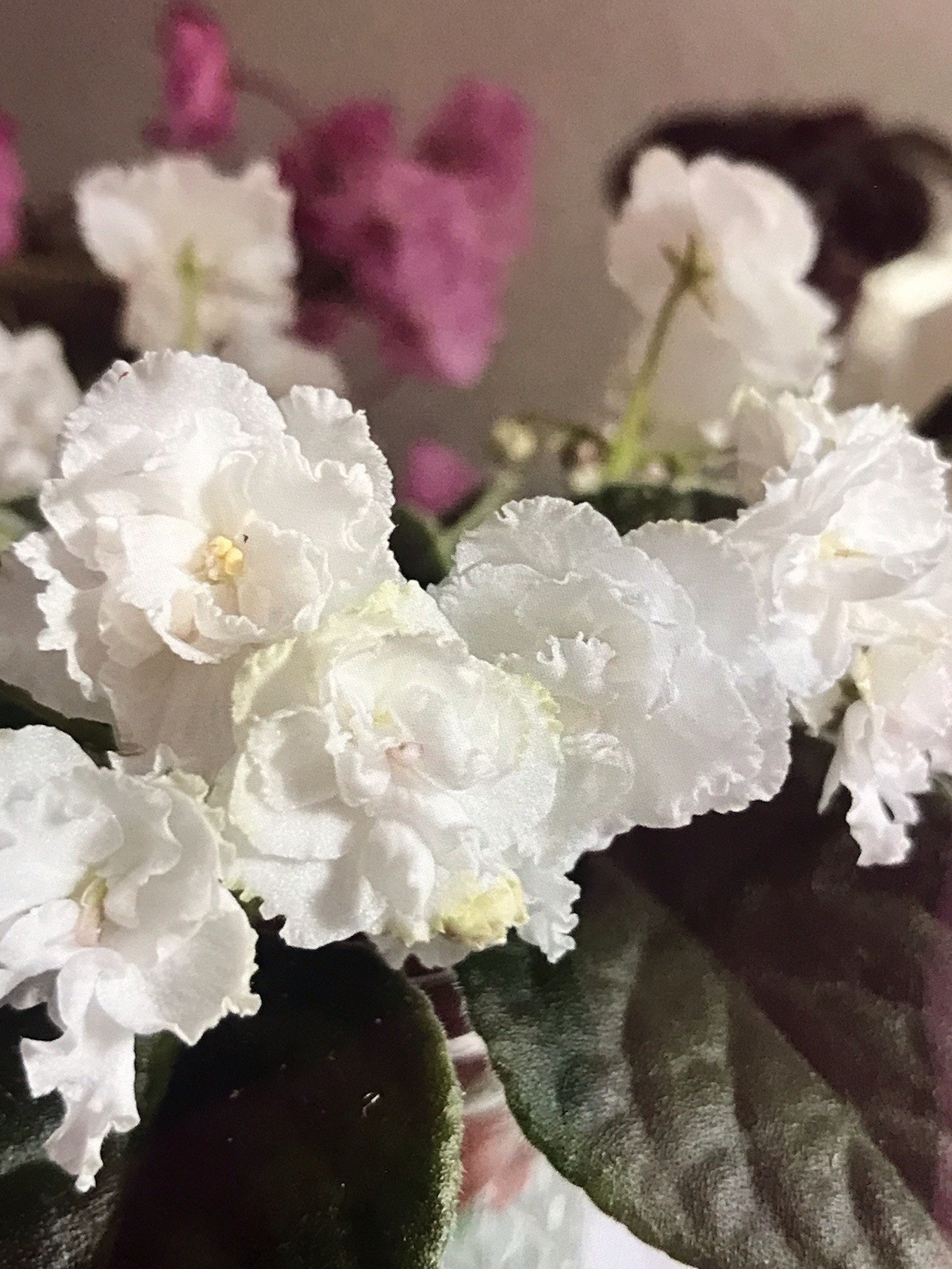 African Violet Plant “Wrangler’s Snowbride” (blooming) (standard)