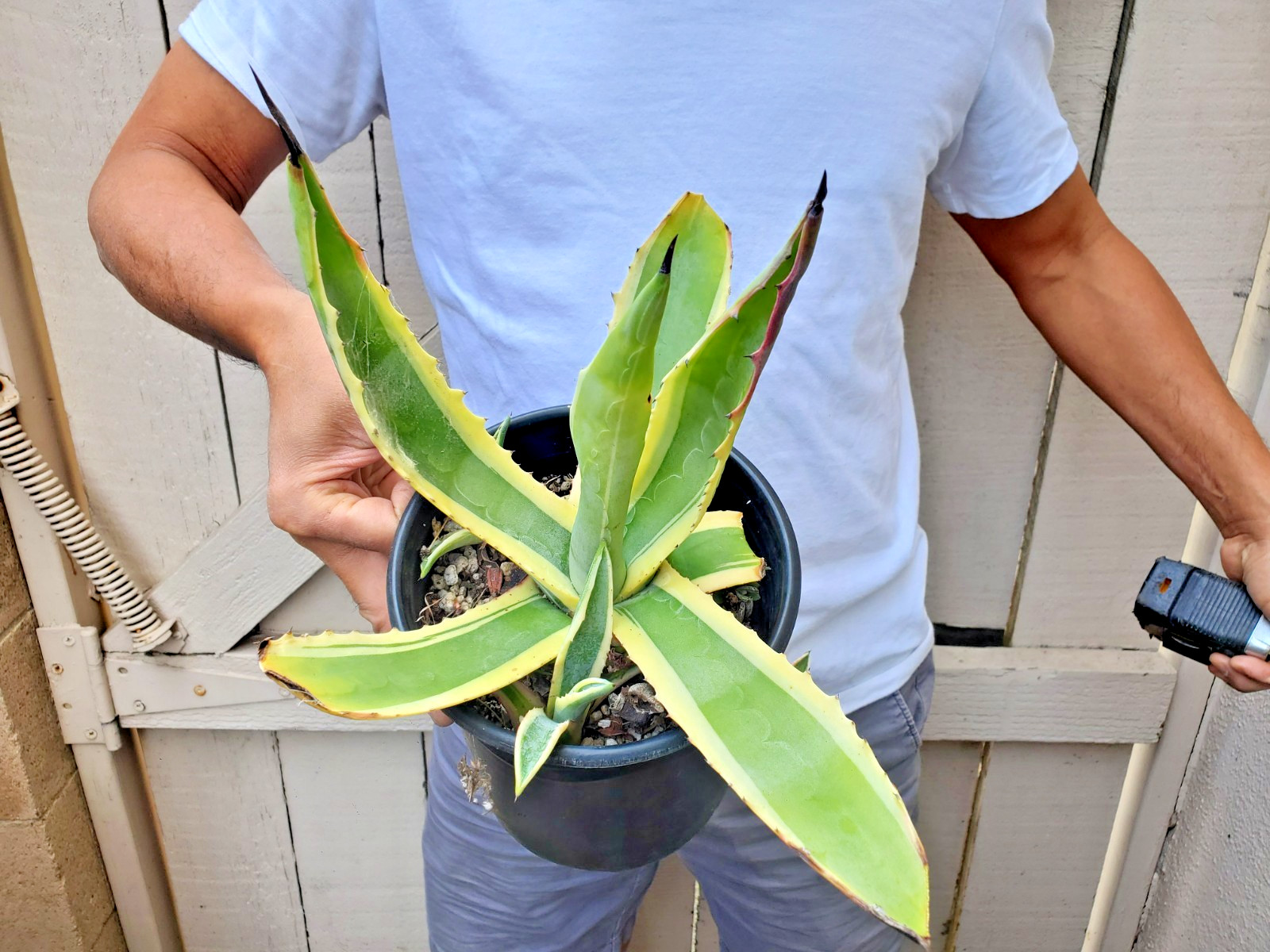 Agave Americana Variegata Cactus