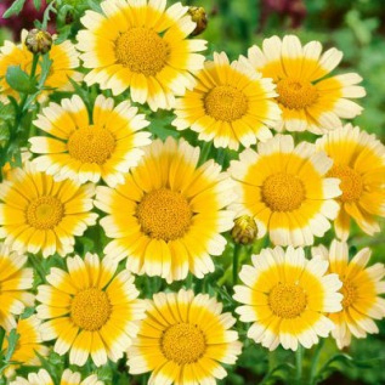 Garland Daisy Seeds 200+ Flower Chrysanthemum FREE SHIPPING ANNUAL YELLOW WHITE