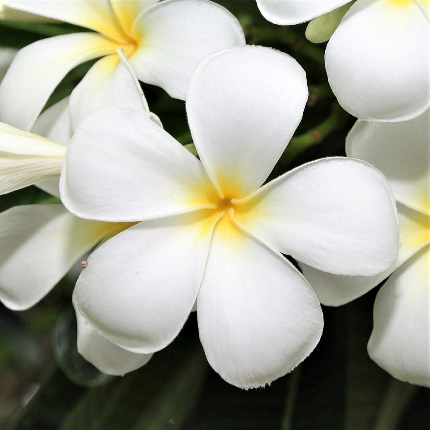 HAWAIIAN MIXED PLUMERIA FRANGIPANI PLANT CUTTINGS – FRAGRANT EASY TO GROW