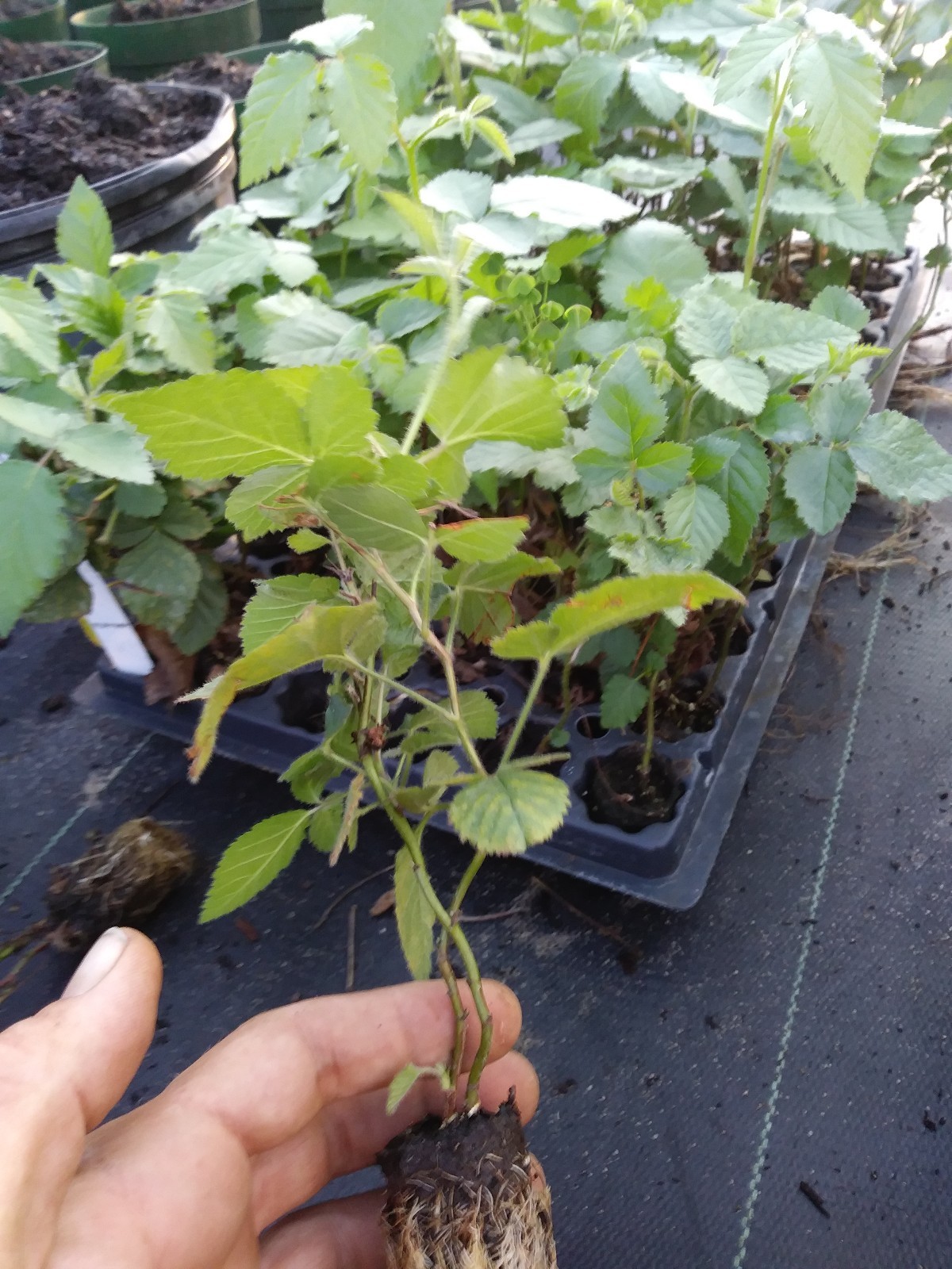 1 “Navaho” Thornless Blackberry Plant. Pesicide free non GMO FREE SHIPPING