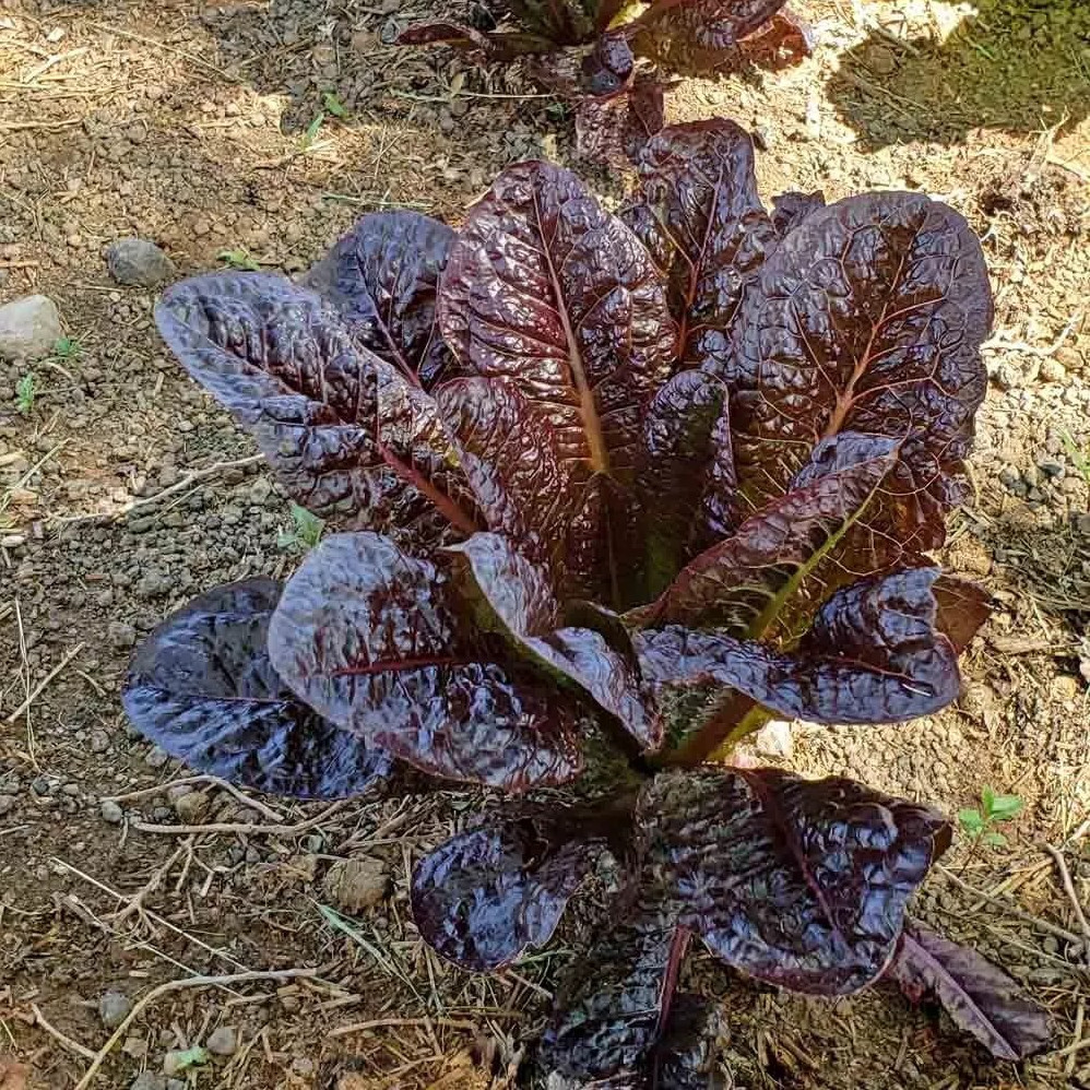 500+ RED ROMAINE LETTUCE SEEDS – HEIRLOOM – ORGANIC – NON GMO ———- FRESH