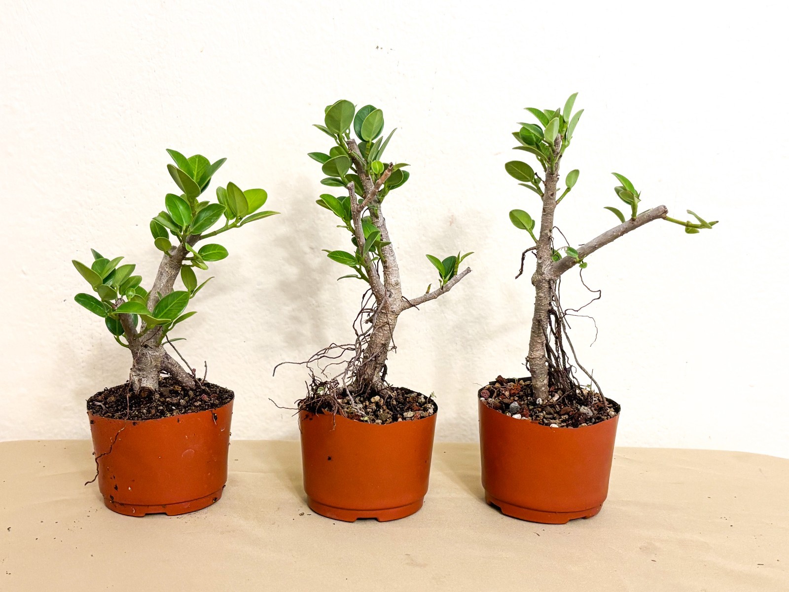 Ficus Microcarpa (Green Island) Oval Shape Leaf- Pre-Bonsai -Grown from roots