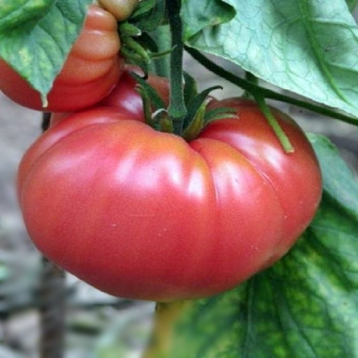 German Johnson, Tomato